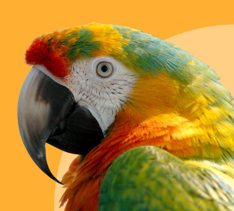 Exotic Bird Show Parrot Expo
